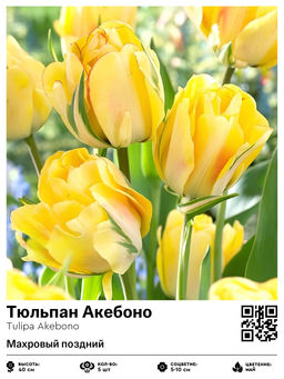 Тюльпан Akebono (Махровый поздний) - Голландские луковицы фото 2