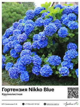 Гортензия крупнолистная Nikko Blue (Никко Блю)