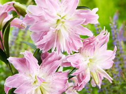 Лилия Лотус Элеганс - Долина роз фото 3