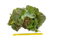 Салат кочанный Розмари - Партнер фото 8