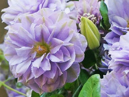 Клематис Ruriokoshi (Руриокоши)