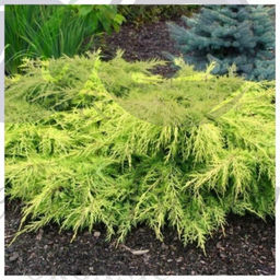 Можжевельник средний Голд Стар С1