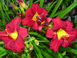 Лилейник Пардон Ми