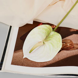 Цена за 2 шт. Цветы искусственные «Антуриум», h=60 см, белые