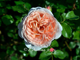 Роза Абрахам Дерби - Долина роз фото 2