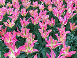 Тюльпан Virichic (Виричик) - Долина роз фото 3