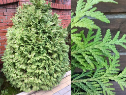 Туя западная Альба - Долина роз фото 2