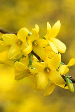 Форзиция промежуточная Lynwood (Линвуд) - Голландские луковицы фото 2