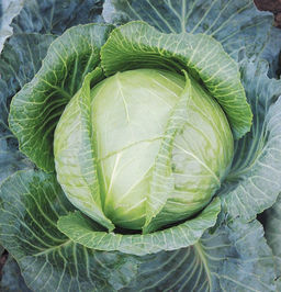 6203U Капуста белокочанная Универс F1 10шт