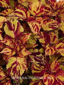 Колеус шлемниковидный крупнолистный Премиум Брайт Холлидей - Партнер фото 3