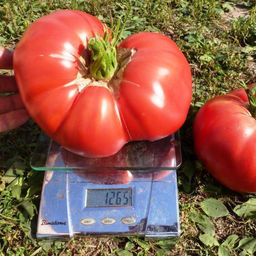 Помидоры Казанский Местный