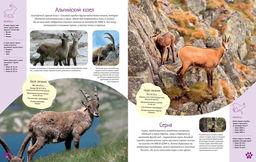 Красочный мир животных. Энциклопедия. Балле К. - Махаон фото 4