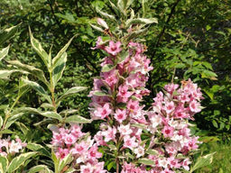 Вейгела цветущая Санни Принцесс - Долина роз фото 3