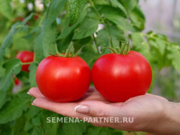 Томат Фэт Боб - Партнер фото 4