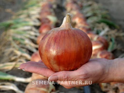 Лук репчатый Валеро - Партнер фото 4