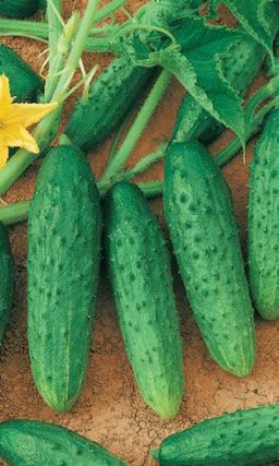 Огурец ФЕНИКС (большой пакет) Семян в 5 раз больше, чем в обычном пакете!