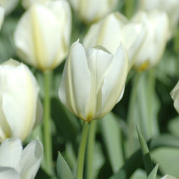 Тюльпан Пуриссима