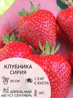 Клубника Сирия