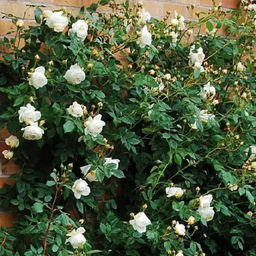 R238 КЛЕР ОСТИН