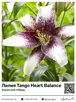 Лилия Tango Heart Balance (Азиатский гибрид)