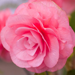 БЕГОНИЯ Махровая Розовая Разбор 5/6 Кол-во упак., шт 3