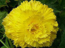 Бегония фимбриата желтая (Fimbriata Yellow)