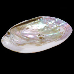 Жемчужница Куминга 16cм морская ракушка раковина для декора и украшений