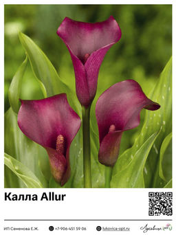 Калла Allur