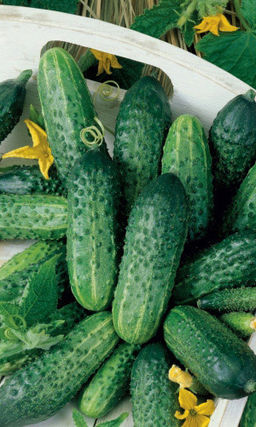 Огурец КРЕПЫШ F1 Великолепен для засолки!