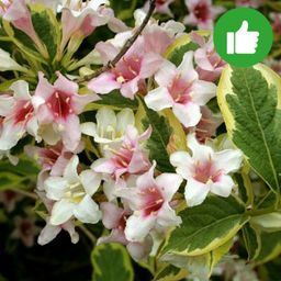 Вейгела цветущая Нана Вариегата С3