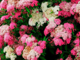 Спирея японская Genpei (Генпей/Широбана) - Долина роз фото 2