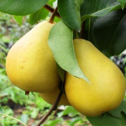 Груша Лада (саженец с этикеткой) 1шт