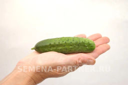 Огурец партенокарпический Эколь - Партнер фото 5