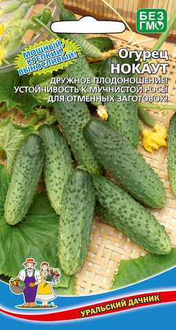 Огурец НОКАУТ  Дружное плодоношение! Устойчивость к мучнистой росе! Для отменных заготовок!