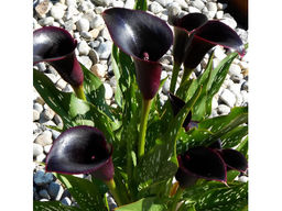 Калла Odessa (Одесса) - Долина роз фото 3