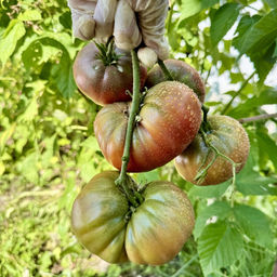 Диво дивное НОВИНКА 2025 года!