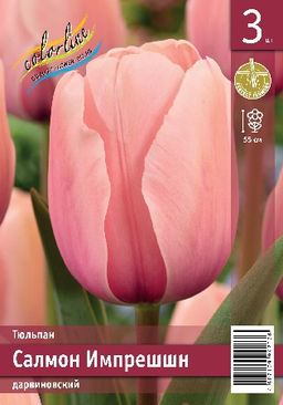 Тюльпан Салмон Импрешшн 11/12 3шт (Колорлайн)