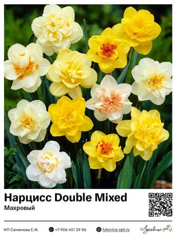 Нарцисс Double Mixed (Махровый)