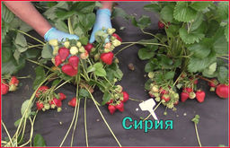 Сирия (ранний) Выдающийся сорт! 10штук