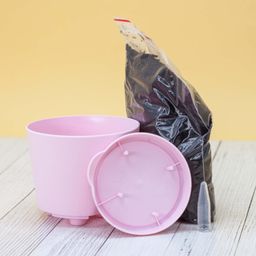 Набор для выращивания "Тысяча листьев", "Земляника Али-Баба"