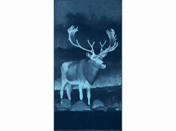 Полотенце махровое 6с102.413ж1 Фото-олень(джинс) 81х160см