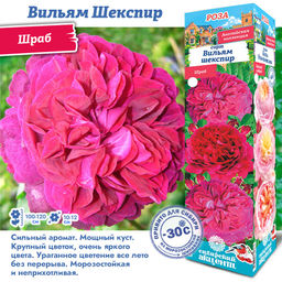 Роза Вильям Шекспир (Шраб) 1шт