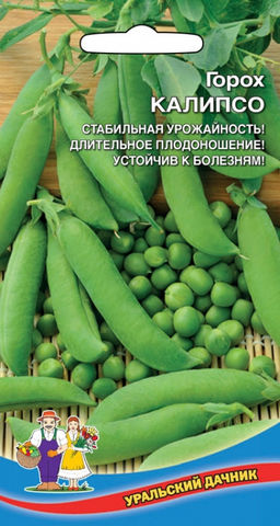 Горох КАЛИПСО  Стабильная урожайность! Длительное плодоношение! Устойчив к болезням!