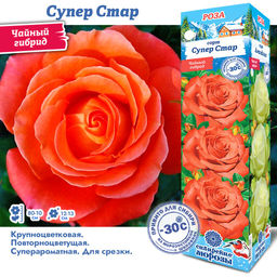 Роза Супер Стар (Чайно-гибридная) 1шт