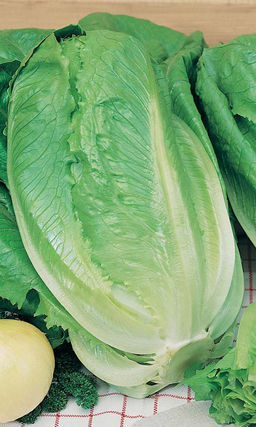 Салат АДАМАНТ Тип ромен! Оригинальная форма! Нежный вкус!