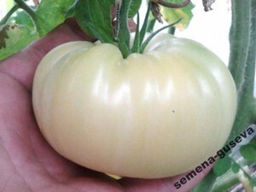 Помидоры Snowball