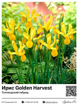 Ирис Golden Harvest (Голландский гибрид)