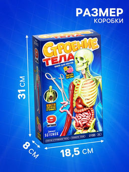 Набор для опытов по анатомии Строение тела, светится в темноте, с мягкими органами - Эврики фото 4