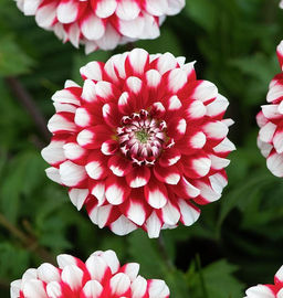 Георгина Checkers (Декоративная) - Голландские луковицы фото 3