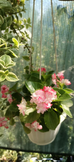 Бегония вечноцветущая Appleblossom - 1000корней фото 3